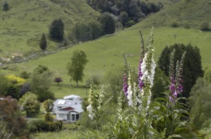 Makahu Farm